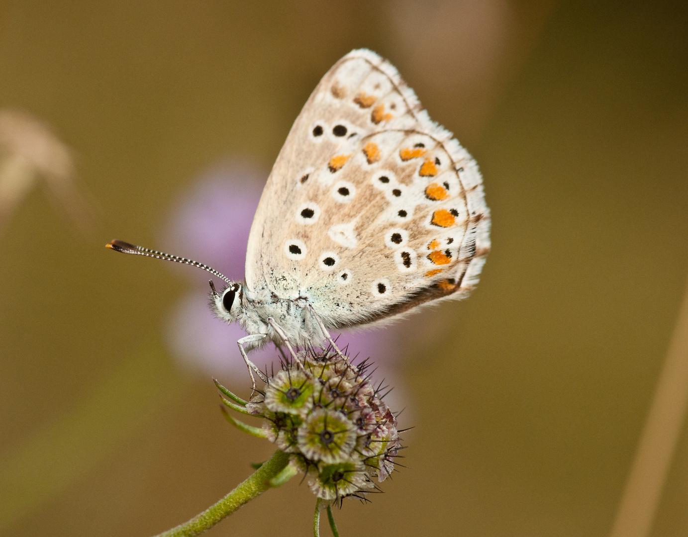 Schmetterling