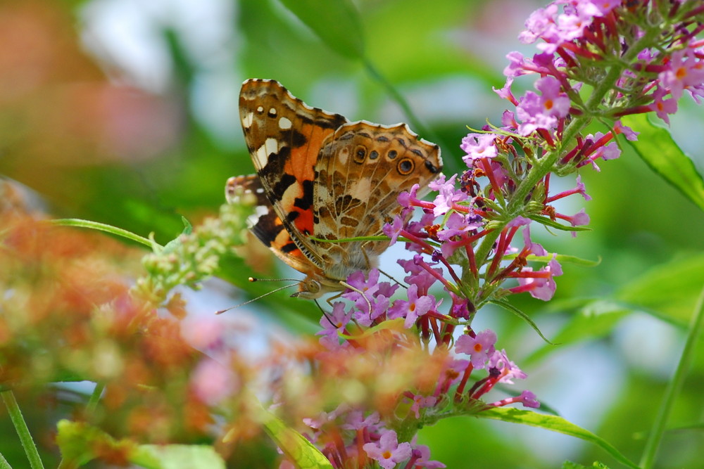 schmetterling