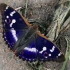 Schmetterling 