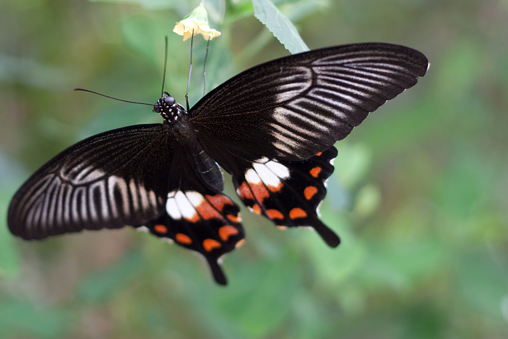 Schmetterling