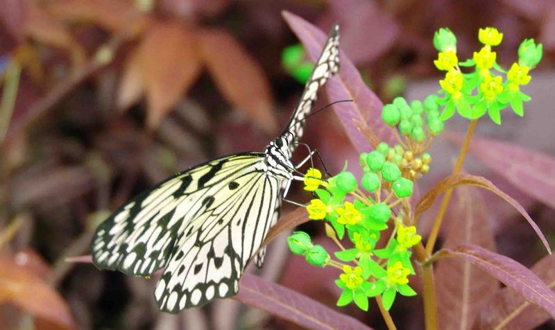 Schmetterling