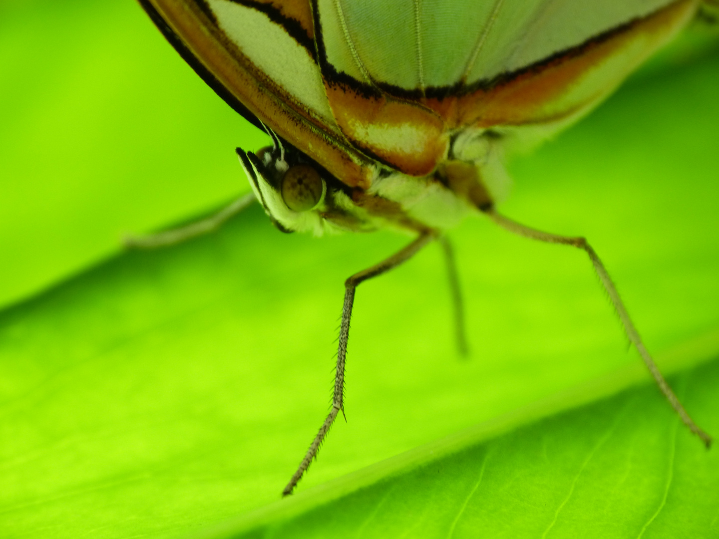 Schmetterling