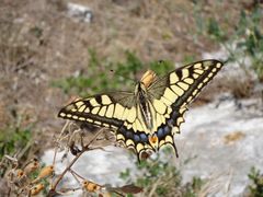 Schmetterling