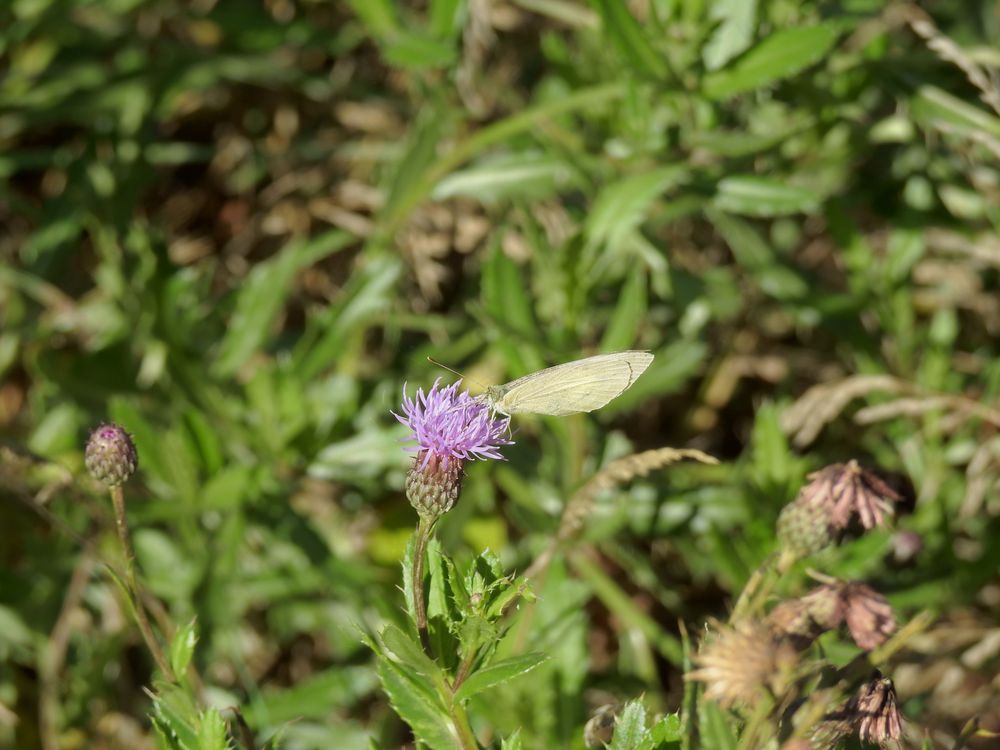 Schmetterling.