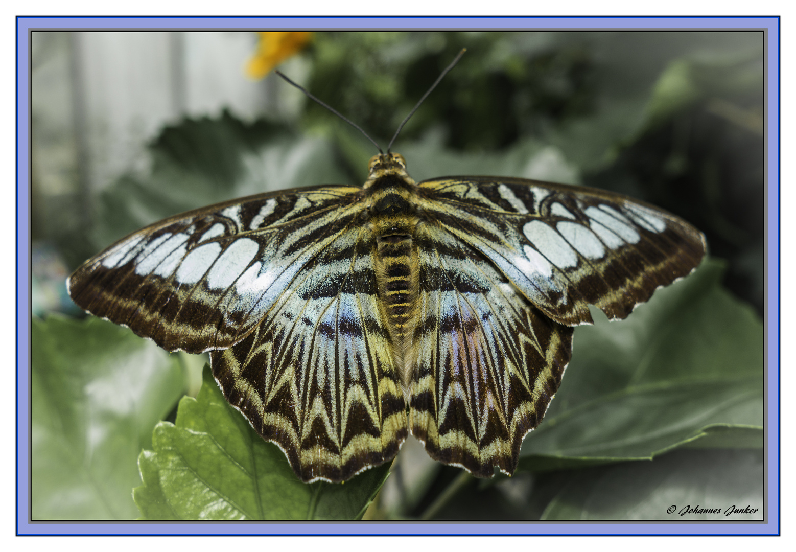 Schmetterling 