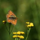 Schmetterling 