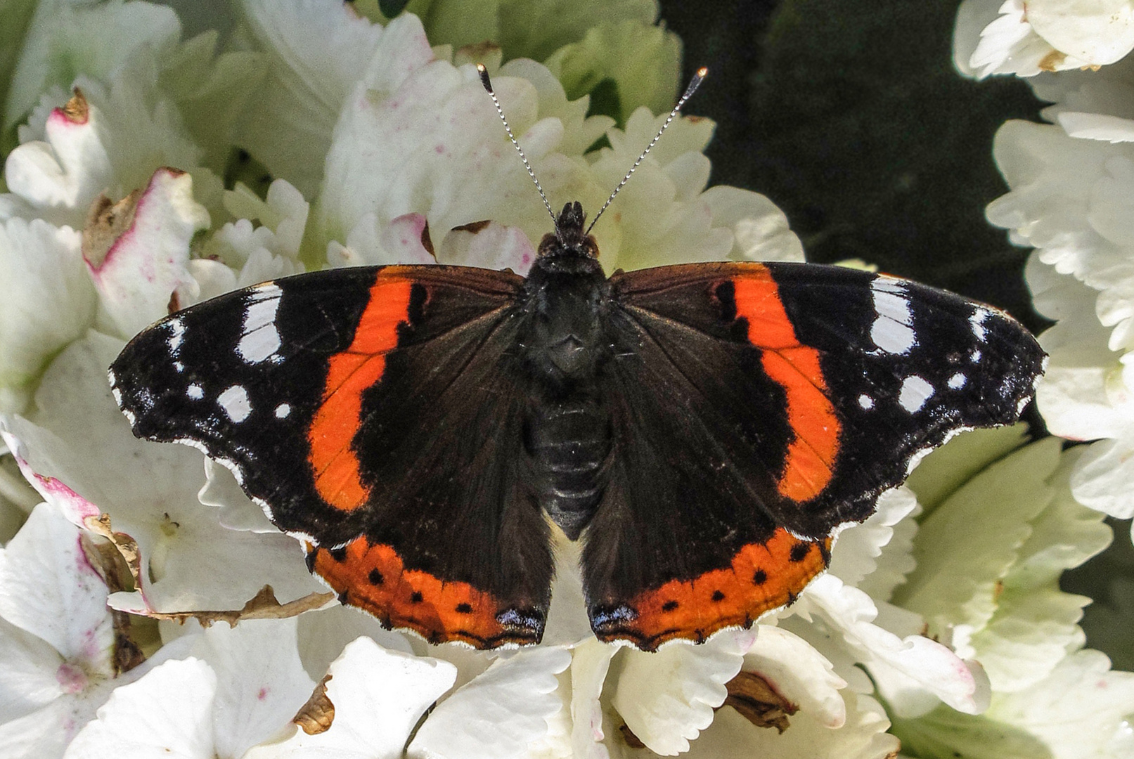 Schmetterling