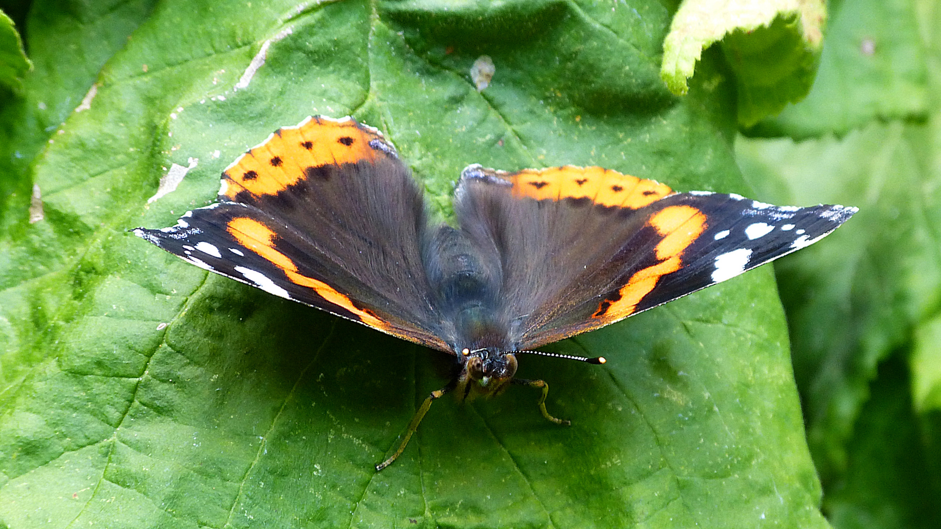 Schmetterling