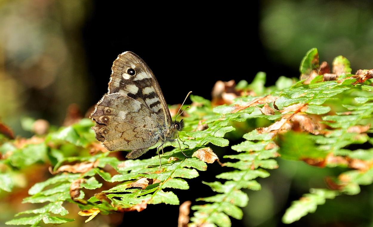 Schmetterling