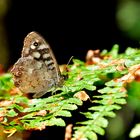 Schmetterling