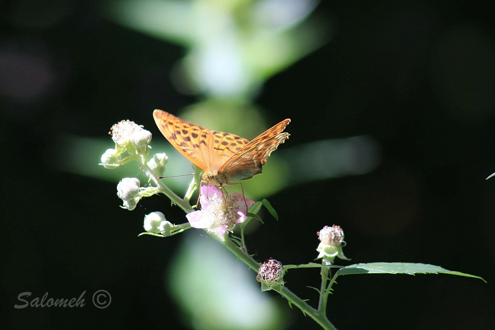 Schmetterling