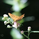 Schmetterling