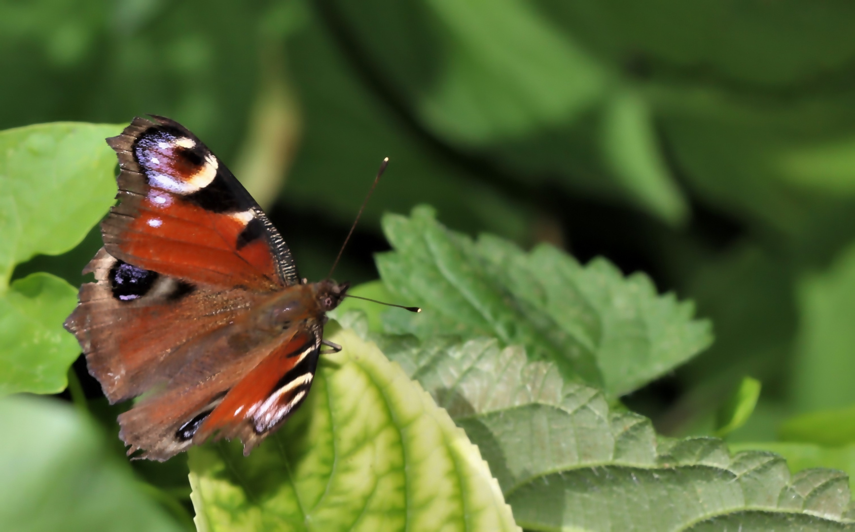 Schmetterling