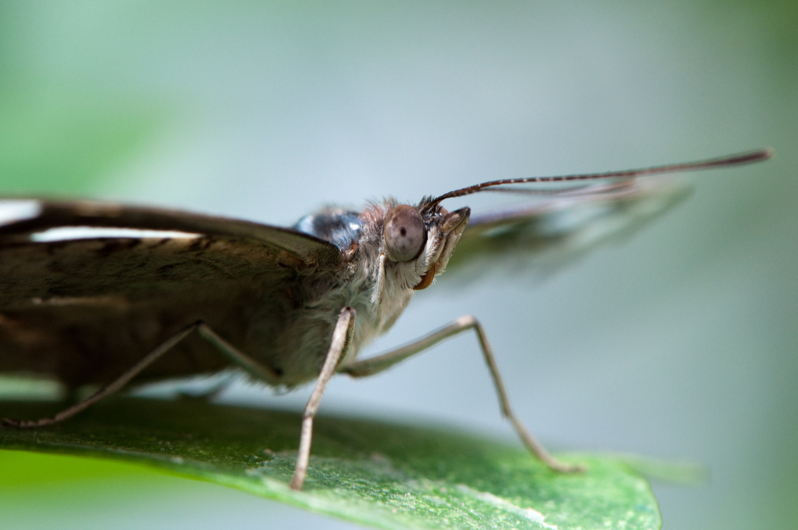 Schmetterling