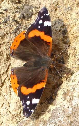 Schmetterling