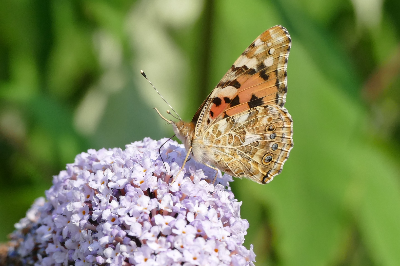 Schmetterling