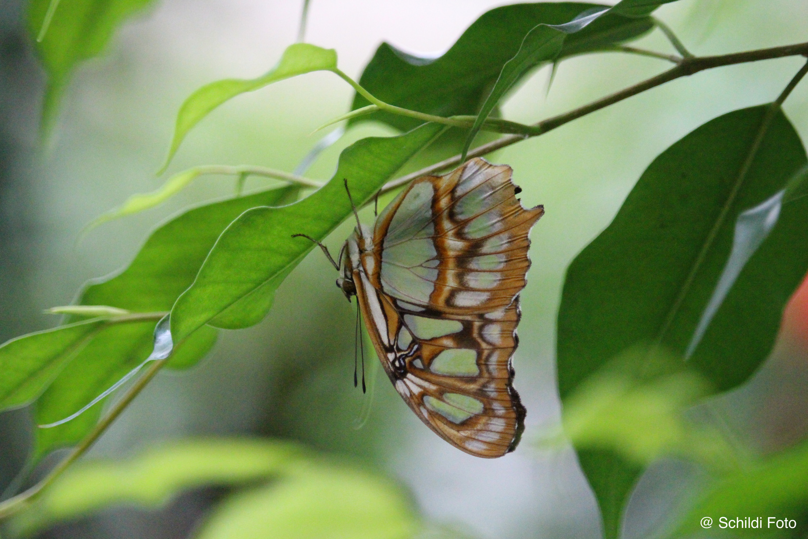 Schmetterling 