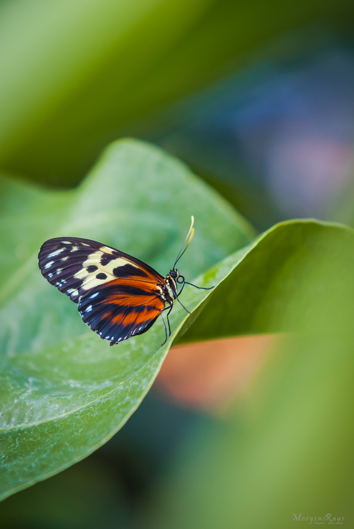 Schmetterling