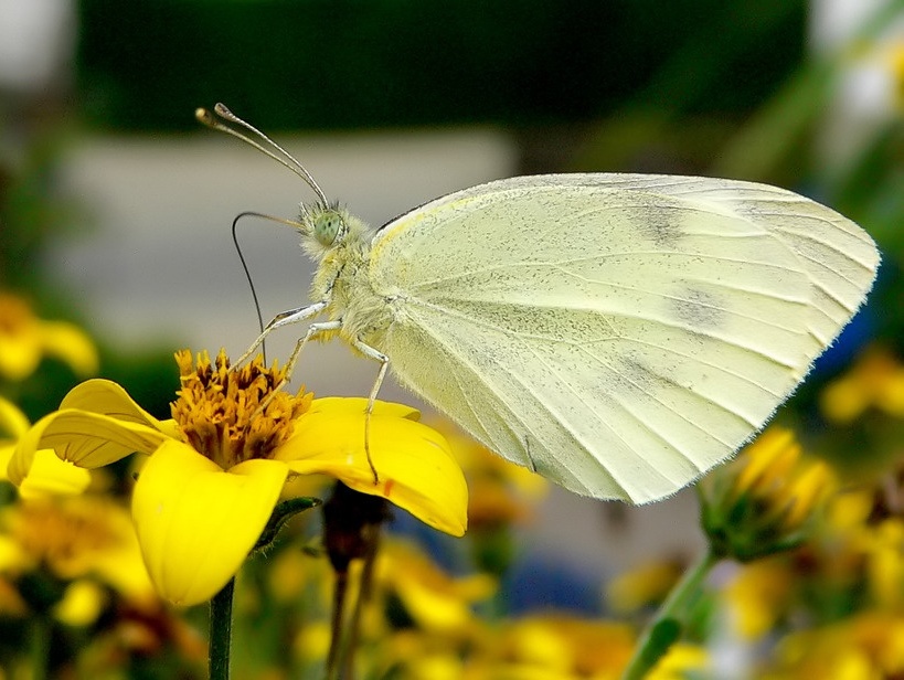 Schmetterling