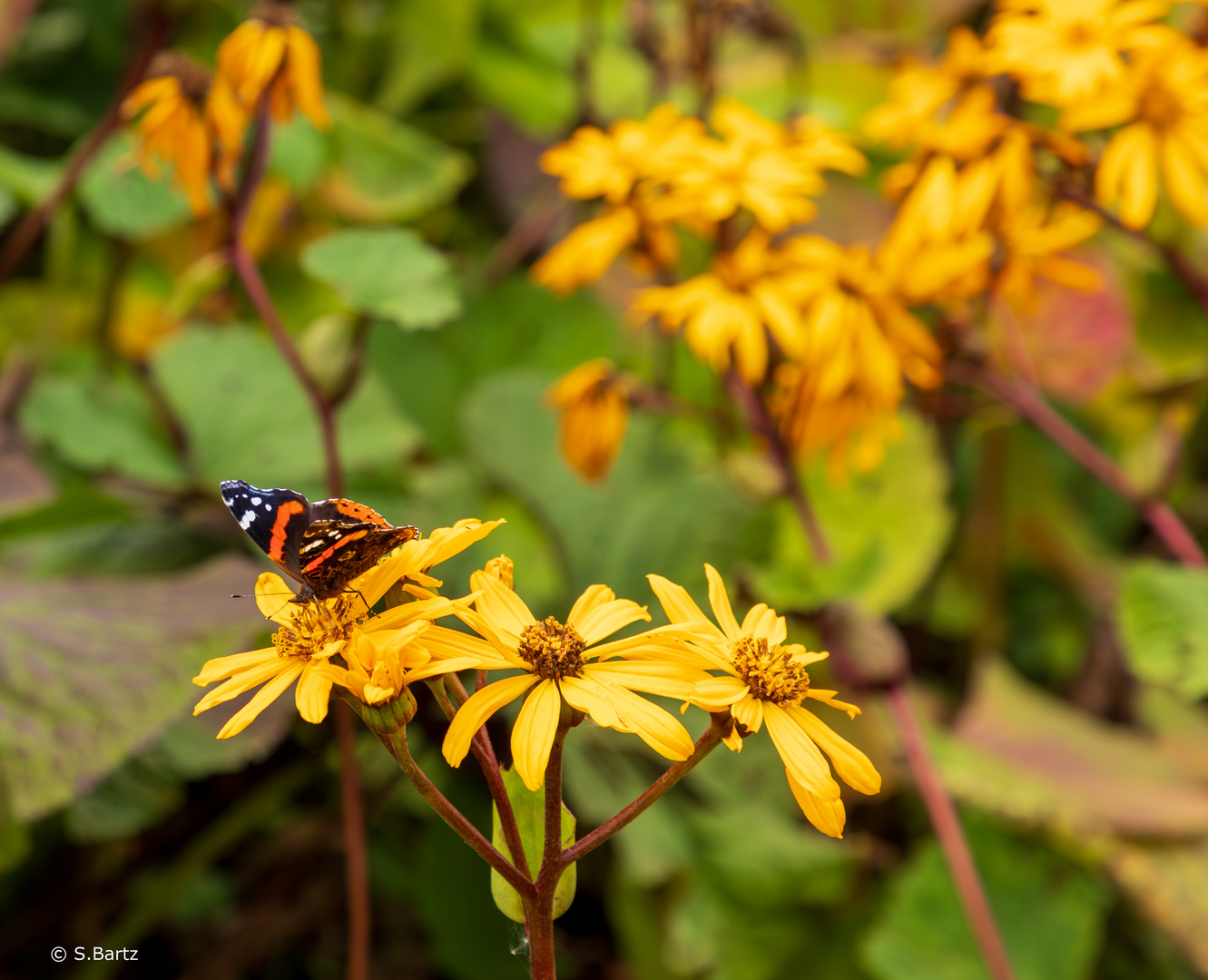  Schmetterling 