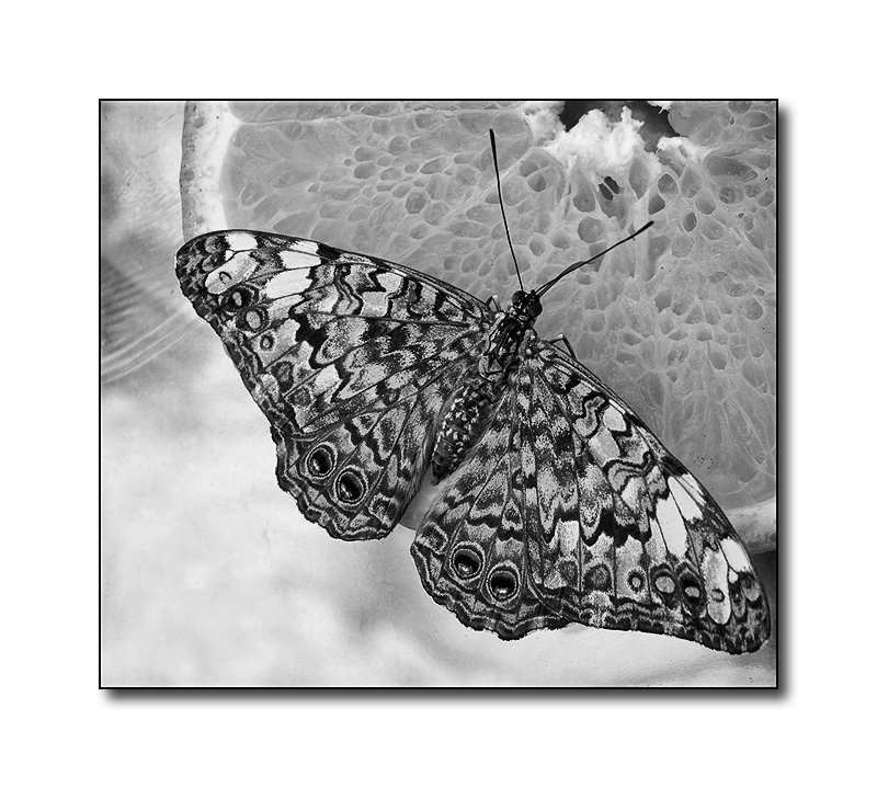 schmetterling