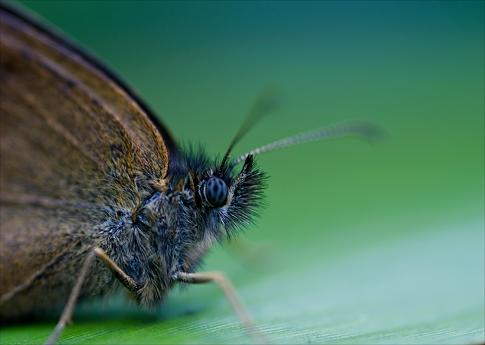 Schmetterling