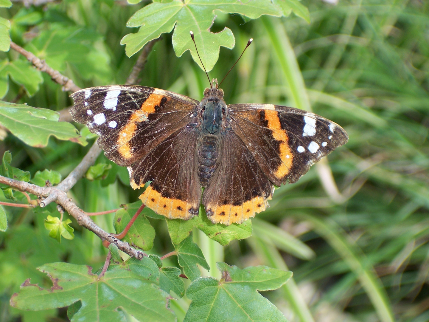 Schmetterling