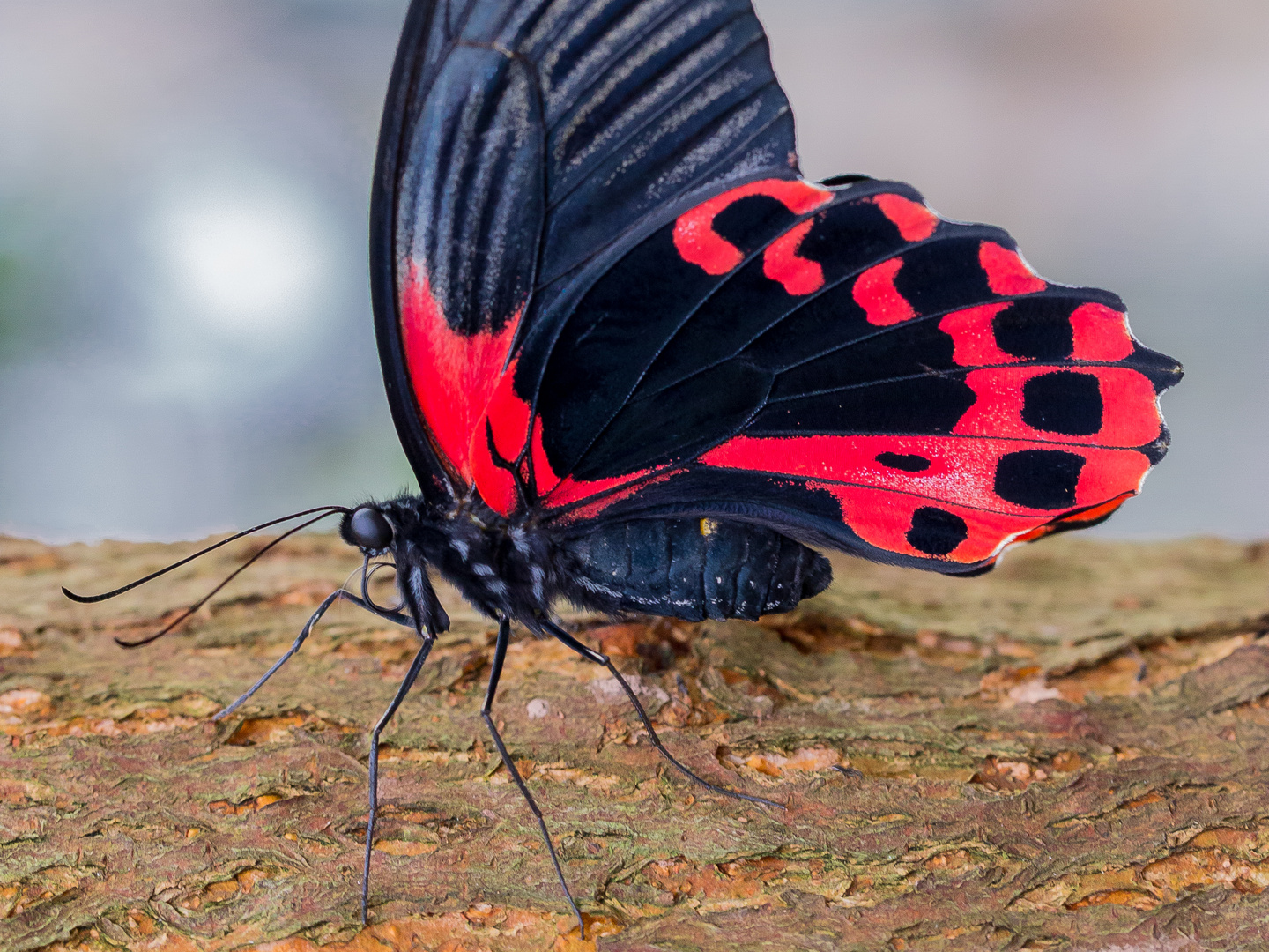 Schmetterling