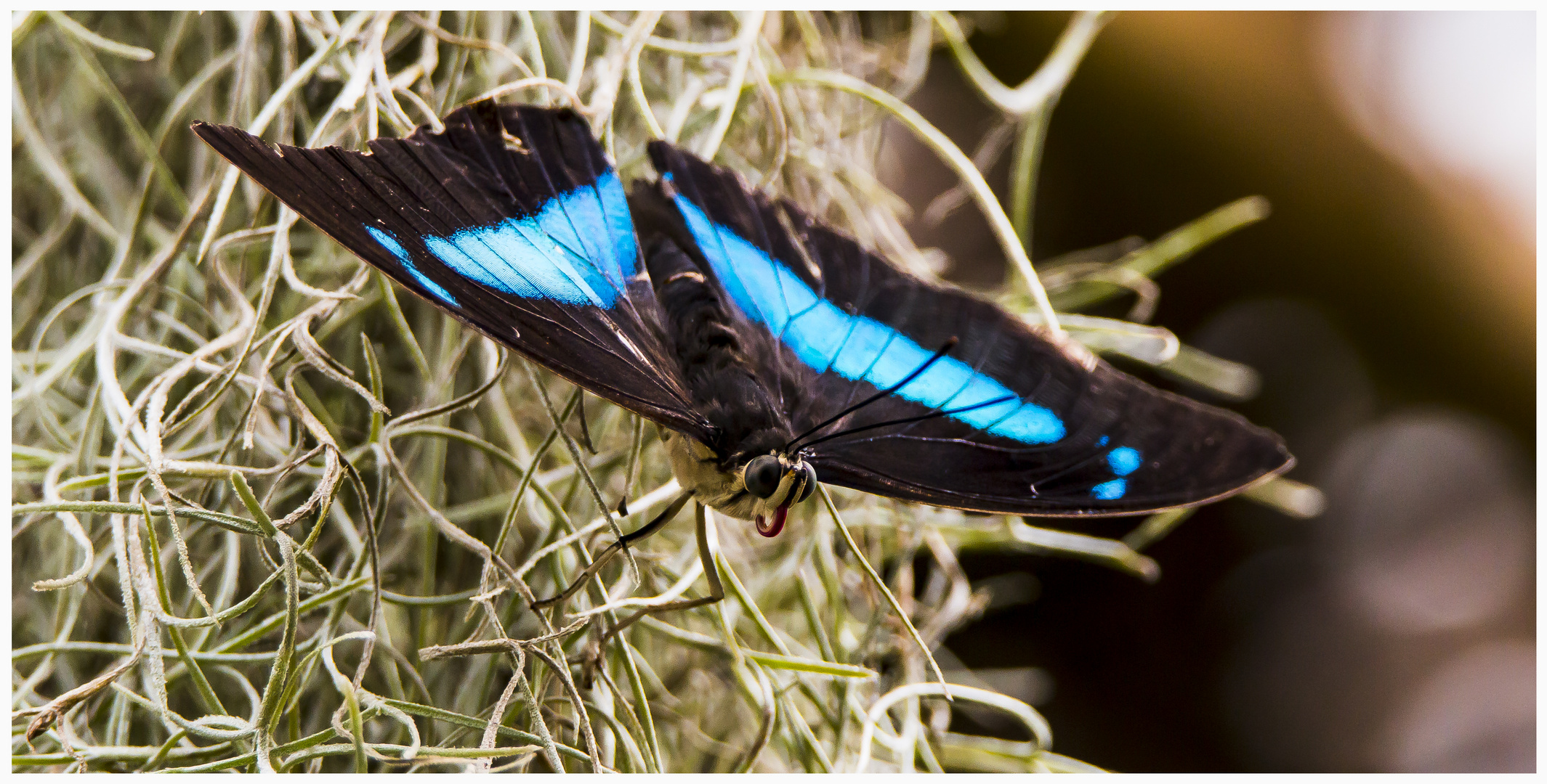 Schmetterling