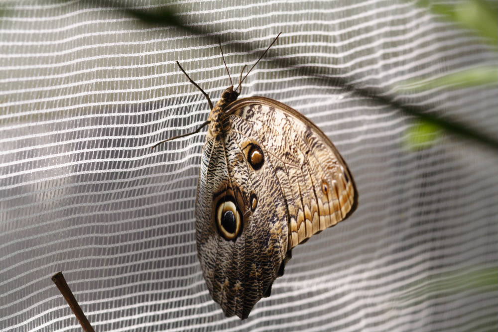 Schmetterling