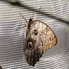 Schmetterling