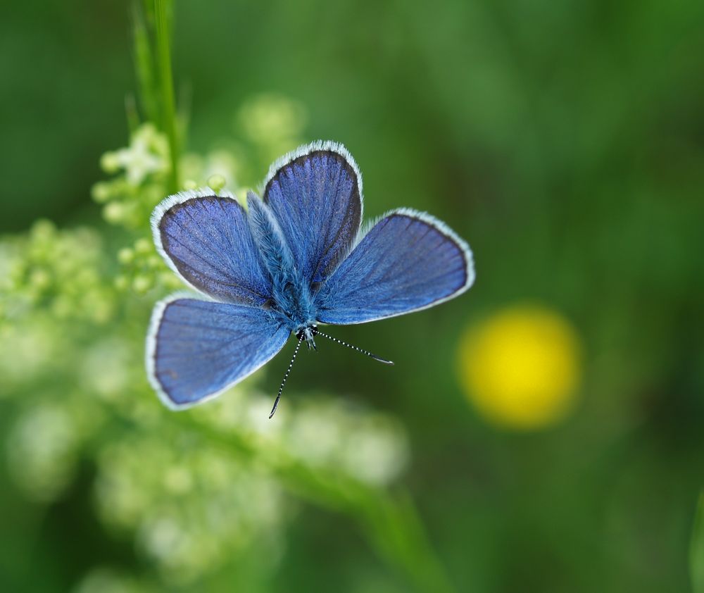 Schmetterling