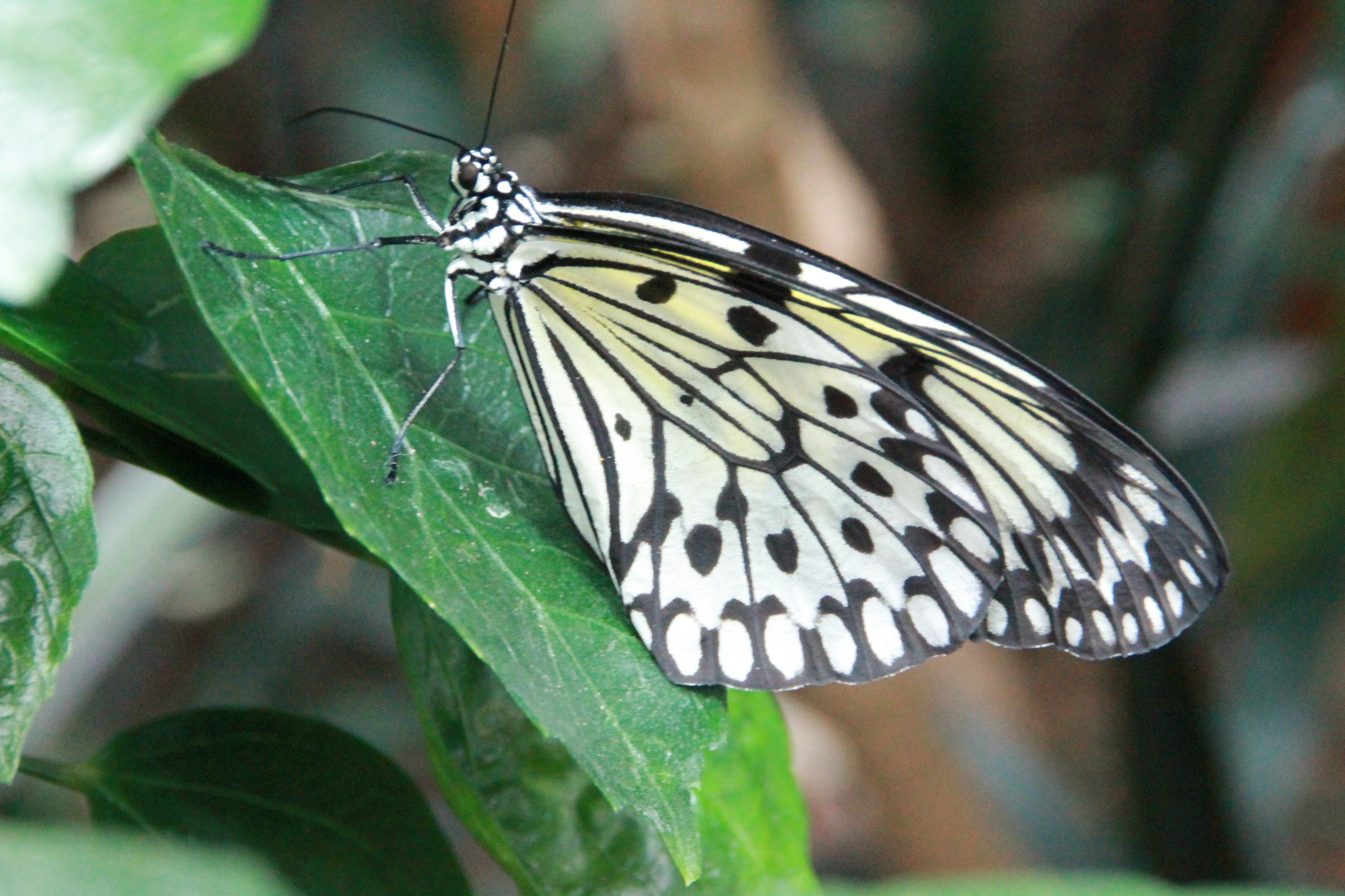 Schmetterling