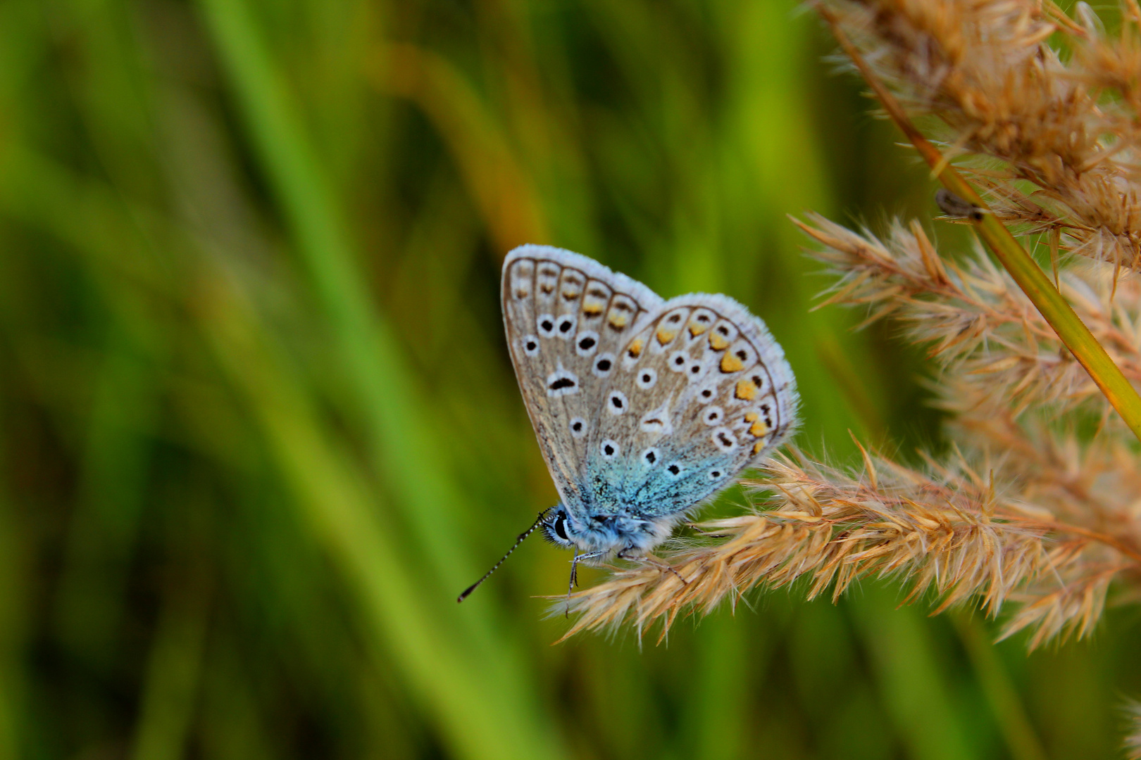 Schmetterling