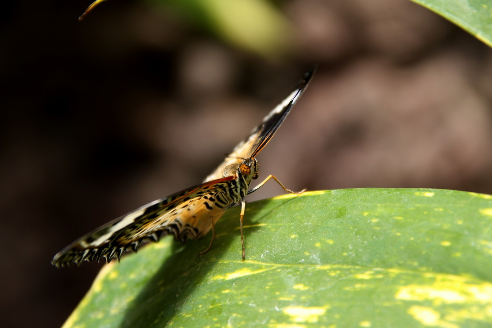 Schmetterling