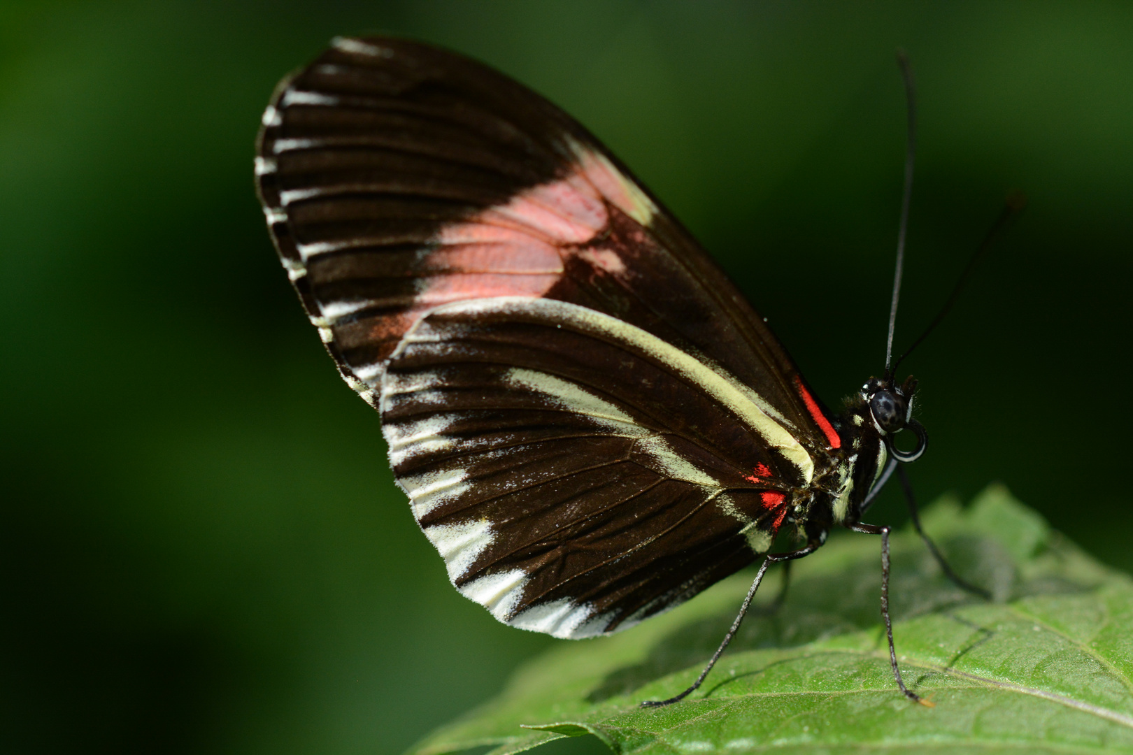 Schmetterling