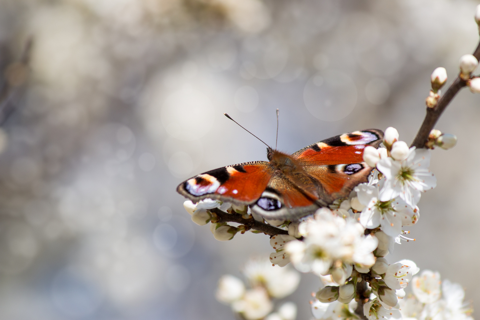 Schmetterling