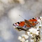 Schmetterling