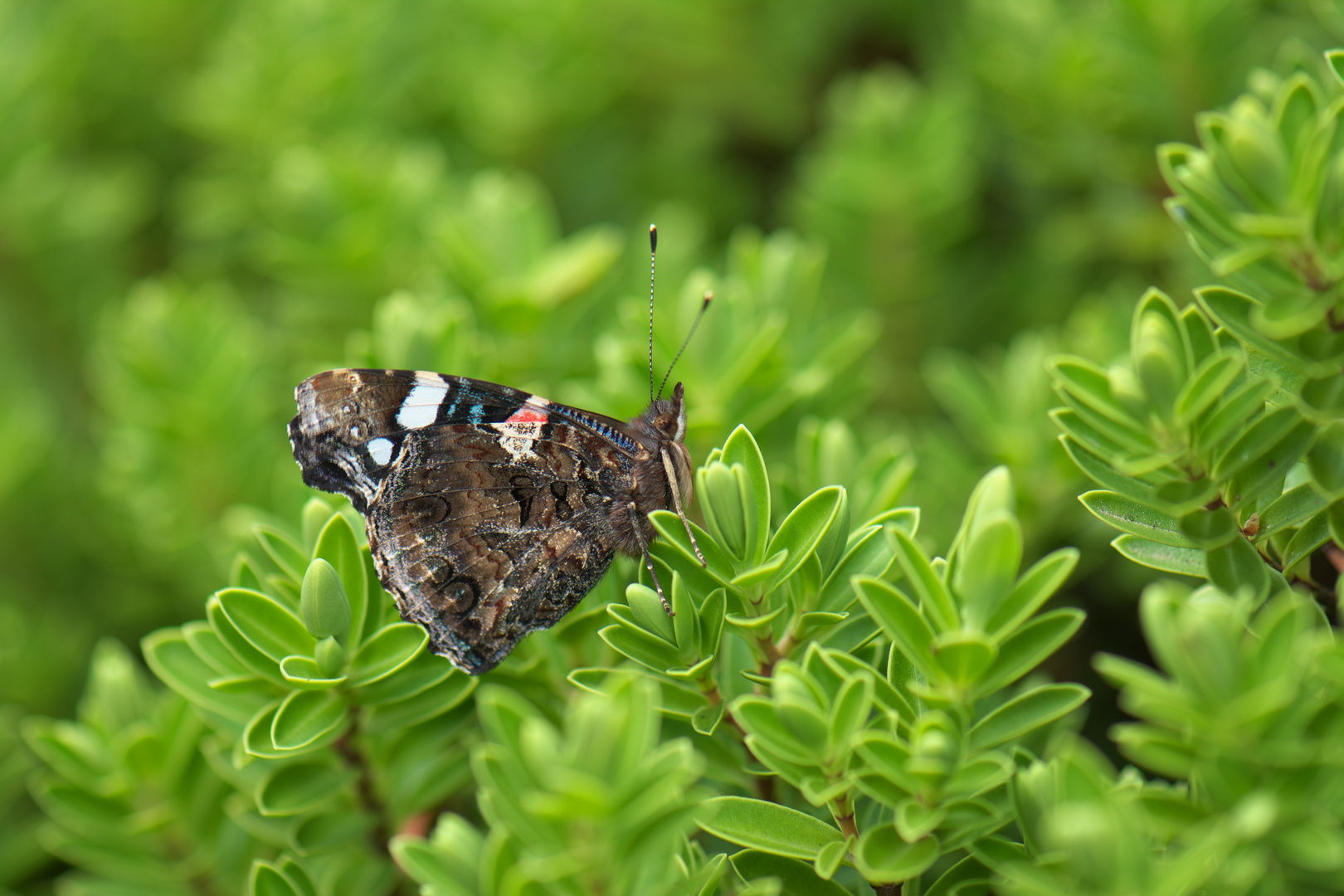 Schmetterling