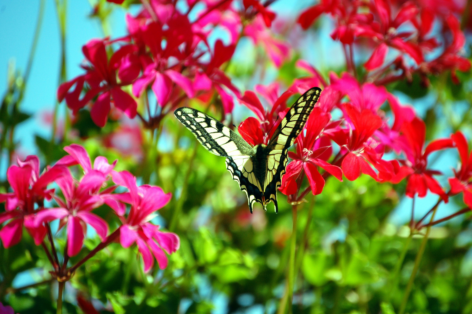 Schmetterling