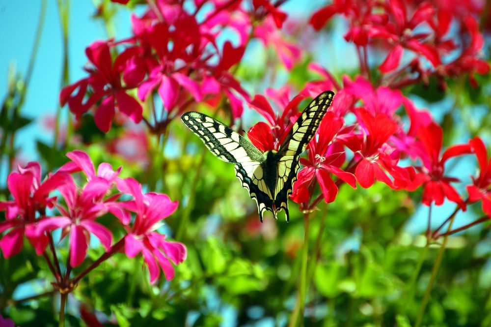 Schmetterling by Rudi Blankenburg