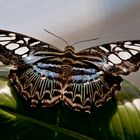 Schmetterling