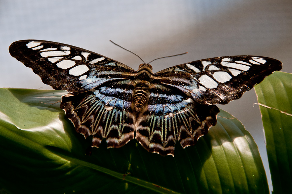 Schmetterling