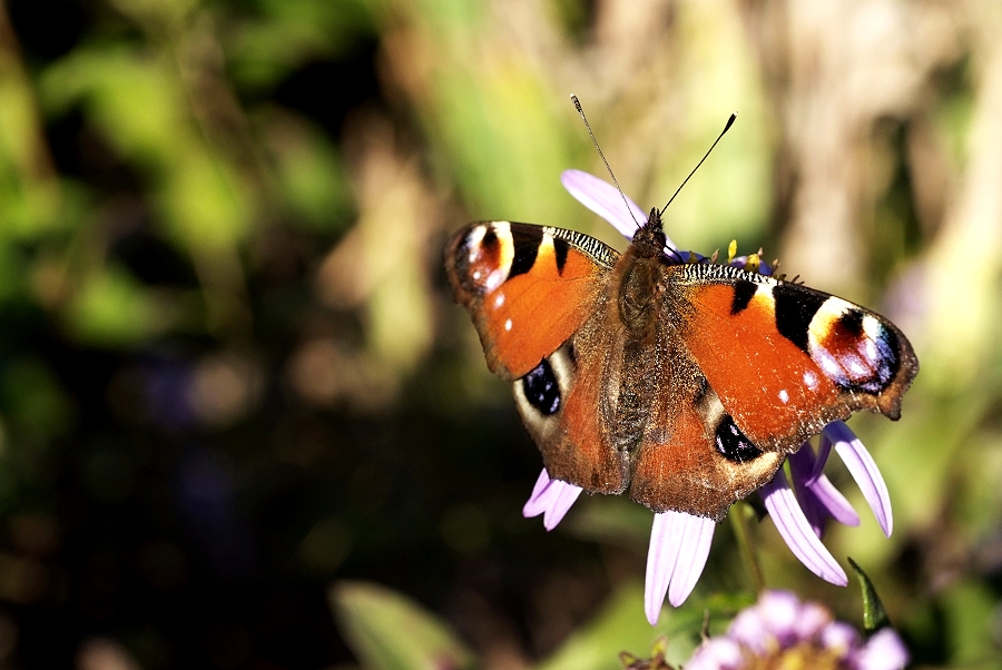 Schmetterling