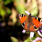 Schmetterling