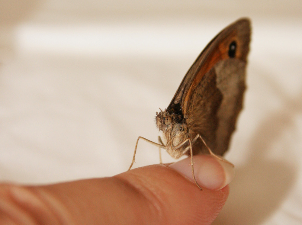 Schmetterling