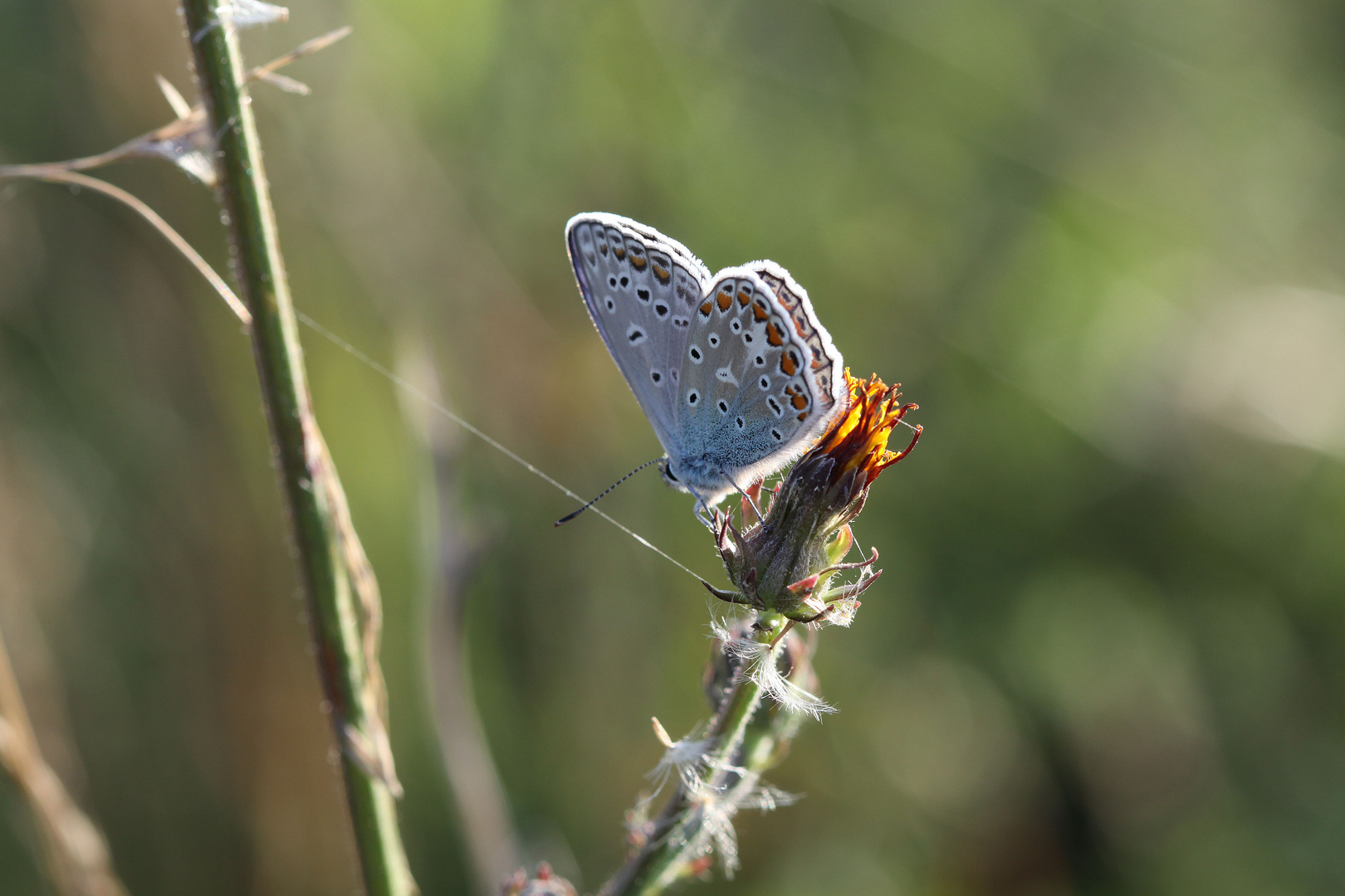 Schmetterling