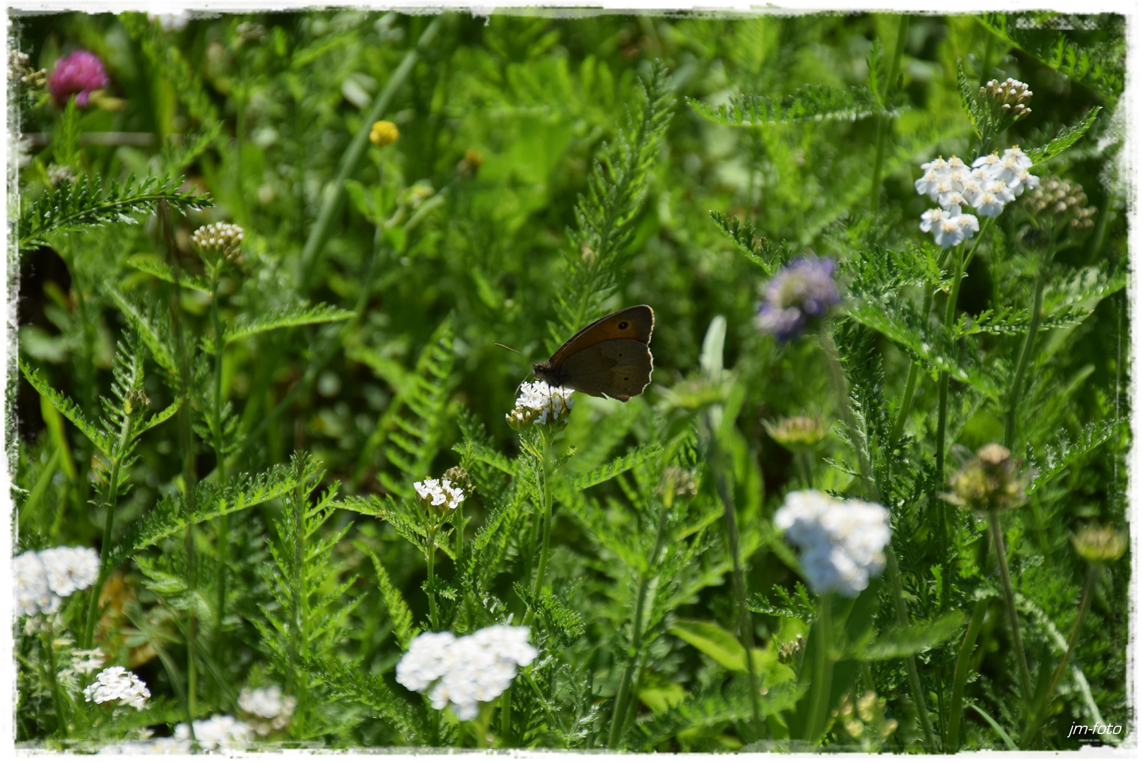 Schmetterling