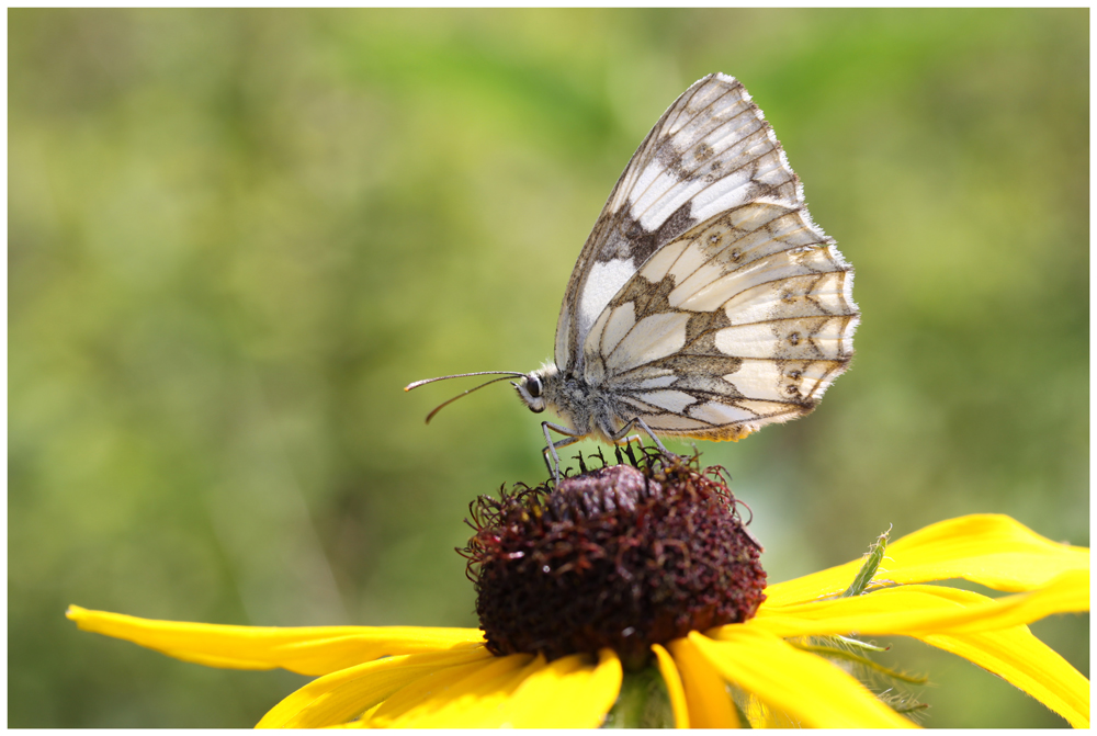 Schmetterling