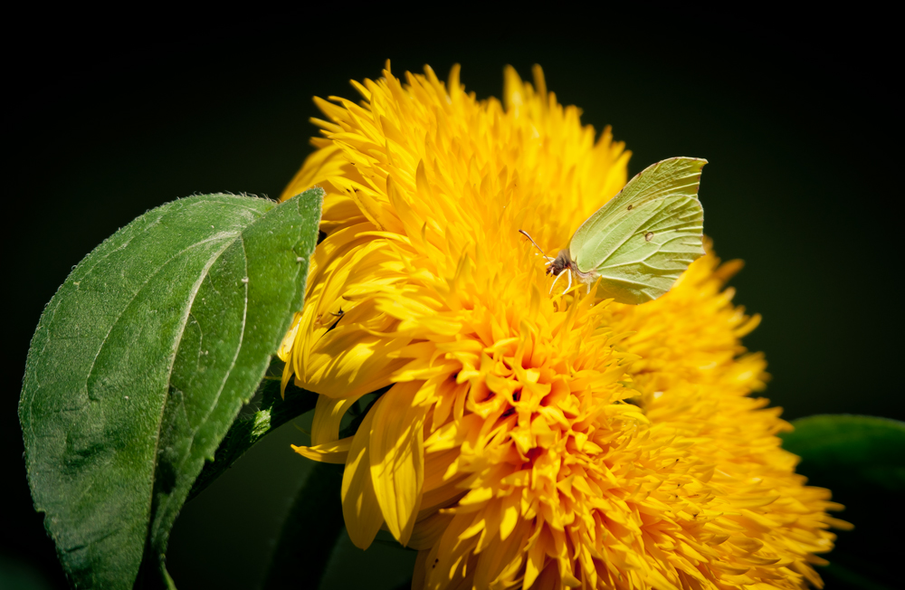 Schmetterling